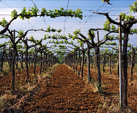 The original pergolatrained vineyard of Casale del Giglio Borgo Montello Lazio Italy DOC   Aprilia