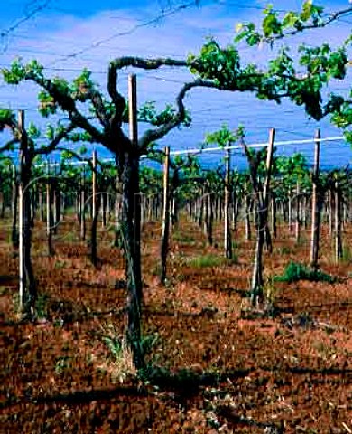 The original pergolatrained vineyard of   Casale del Giglio Borgo Montello Lazio Italy DOC   Aprilia