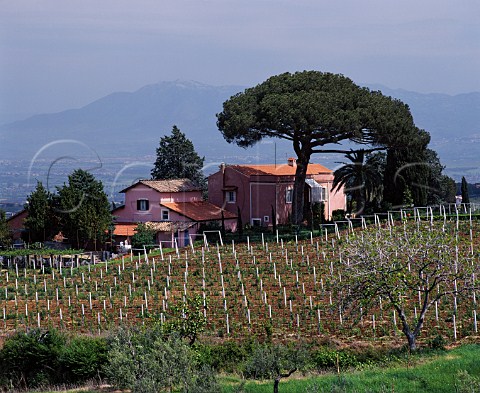 Vineyard around house near Frascati Lazio Italy    DOC Frascati