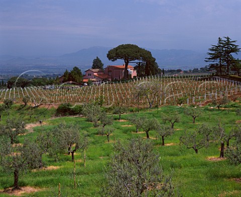 Vineyard and olive grove around house Frascati Lazio Italy Frascati