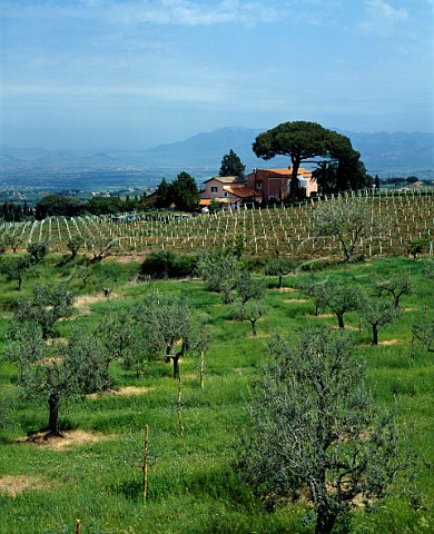 Vineyard and olive grove around house   Frascati near Rome Lazio Italy     DOC Frascati