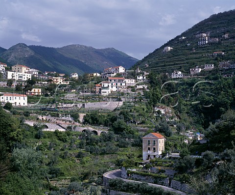 Pergolatrained terraced vineyards at Ravello Campania Italy