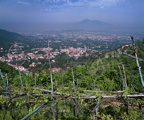 Vines on the northern slopes of Monti Lattari above Corbara with Vesuvius 20km in the distance Campania Italy