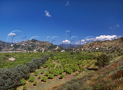 Citrus groves in the Torbido Valley Near Marina di Gioiosa Jonica Calabria Italy