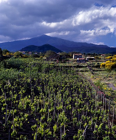 Vineyard planted in the black volcanic soil on the   southern slopes of Mount Etna seen in distance   near Nicolosi Sicily   DOC Etna