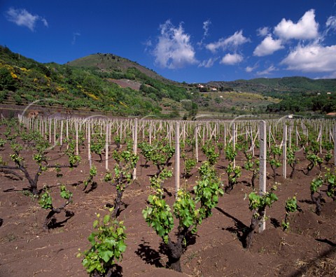 Vineyard to the southeast of Mount Etna at Monterosso Sicily Italy  DOC Etna