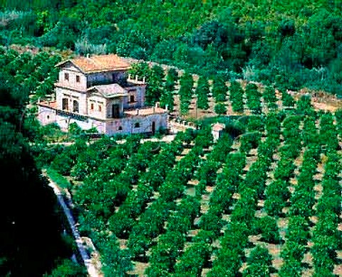 Citrus grove in the hills on the northern slopes of   Monti Iblei Siracusa Province Sicily