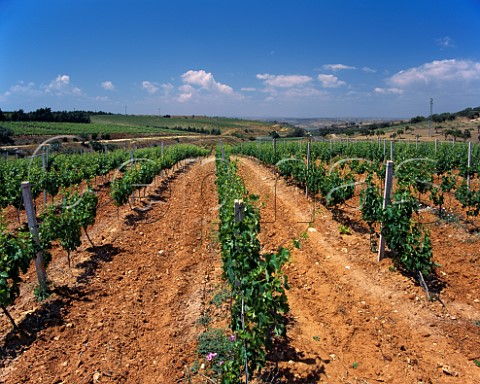 Vineyard near Vittoria Sicily Italy   DOCG Cerasuolo di Vittoria