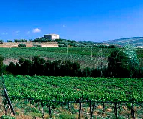 Vineyard near the town of Naro in the Comarca di   Naro plateau Agrigento province Sicily