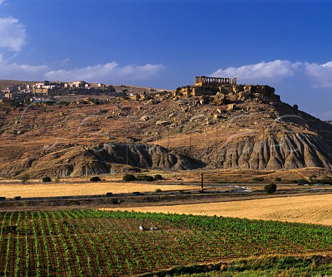 Vineyard below the Temple of Giunone and town of Agrigento Sicily Italy