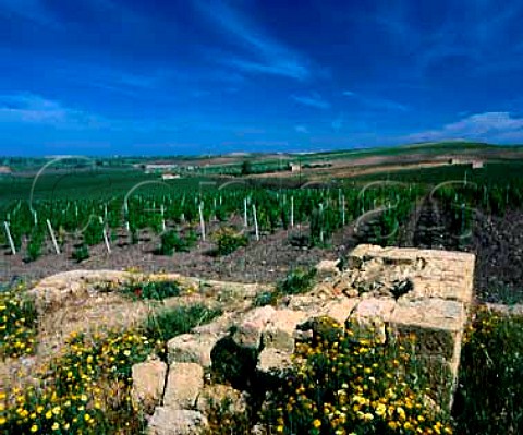 The Presidents Vineyard of Carlo Pellegrino   Chardonnay and Cabernet Sauvignon are planted here   along with traditional Sicilian varieties   Marsala Trapani province Sicily
