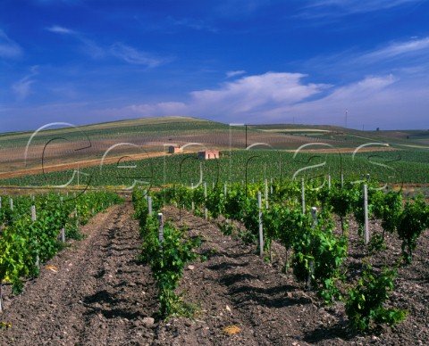 The Presidents Vineyard of Carlo Pellegrino Chardonnay and Cabernet Sauvignon are planted here along with traditional Sicilian varieties Marsala Trapani province Sicily Italy