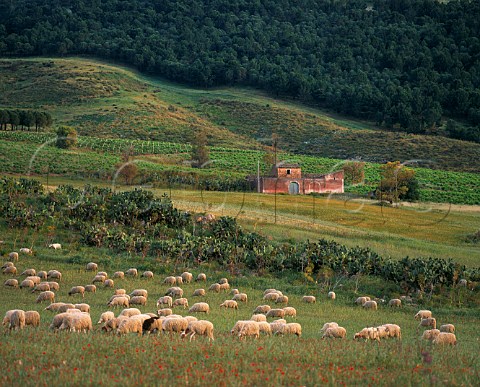 Sheep and vineyards Salemi Trapani province Sicily Italy DOC Marsala