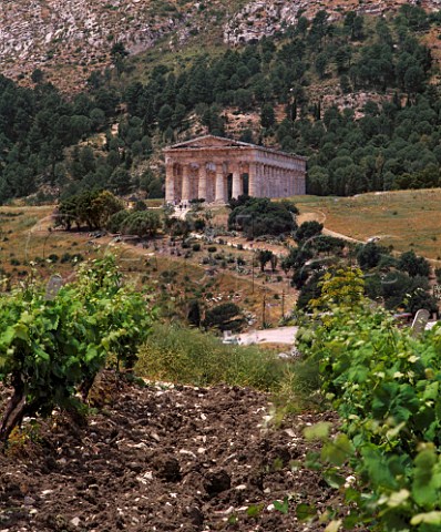 The Temple of Segesta viewed over vineyard Trapani   province Sicily Italy   DOC Marsala