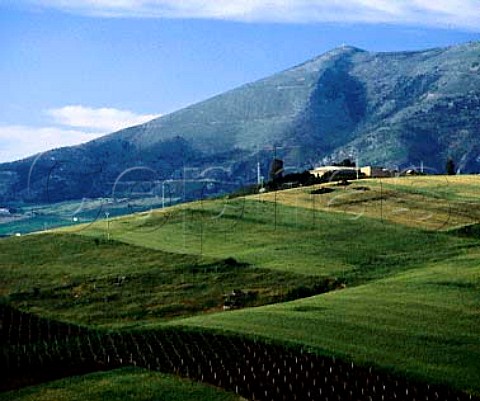 Vineyards on hillside near Calatafimi Trapani   province Sicily   DOCs Marsala and Alcamo