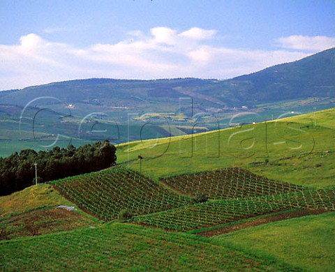 Vineyards on hillside near Calatafimi Trapani   province Sicily Italy  DOCs Marsala and Alcamo