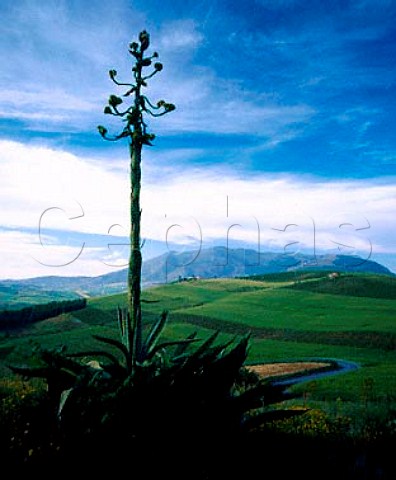 View past flowering yucca plant to hillside   vineyards Near Calatafimi Trapani province Sicily   DOCs Marsala and Alcamo