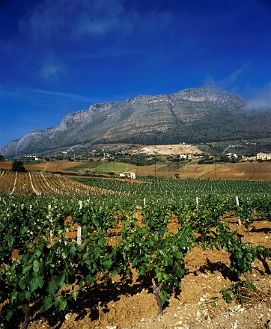 Vineyards near Castellammare del Golfo   Trapani province Sicily Italy       DOC Marsala