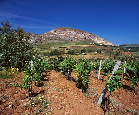 Vineyards near Alcamo Trapani province Sicily DOCs Alcamo and Marsala