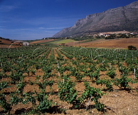 Vineyard below Monte Inici near Castellammare del  Golfo Trapani province Sicily Italy  DOC Marsala
