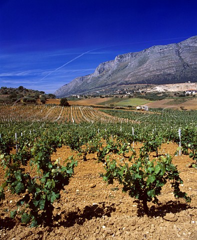 Vineyard below Monte Inici near Castellammare del   Golfo Trapani province Sicily  DOC Marsala