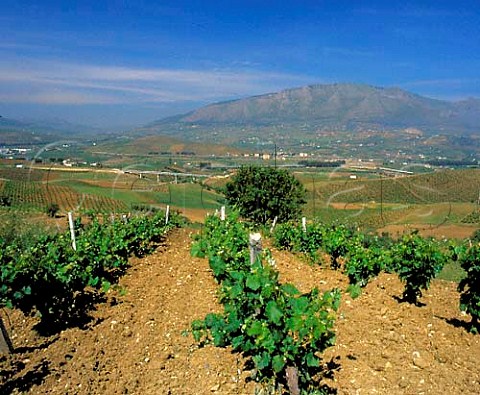 Vineyards near Alcamo with Monte Inici beyond   Trapani province Sicily Italy   DOCs Alcamo and   Marsala