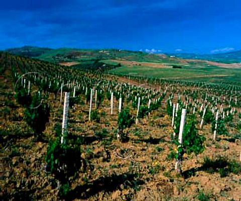 Vineyards on the Regaleali estate of Giusseppe Tasca   Count of Almerita which straddles the provinces of   Palermo and Caltanissetta near Vallelunga Pratameno   Sicily