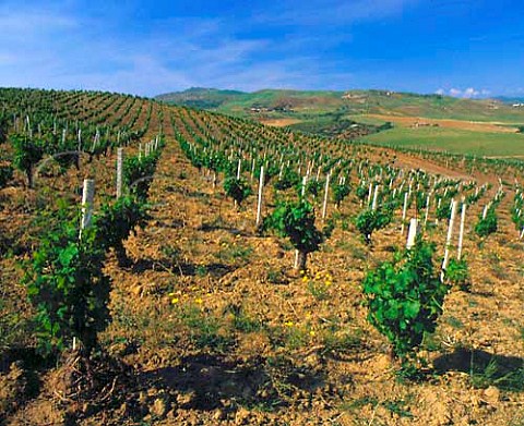 Vineyards on the Regaleali estate which straddles   the provinces of Palermo and Caltanissetta near   Vallelunga Pratameno Sicily Italy