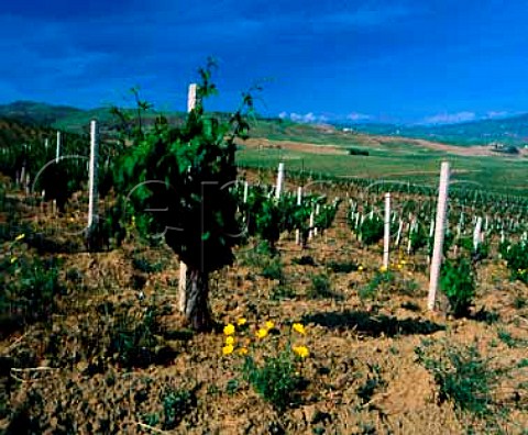 Vineyards on the Regaleali estate of Giusseppe Tasca   Count of Almerita which straddles the provinces of   Palermo and Caltanissetta near Vallelunga Pratameno   Sicily