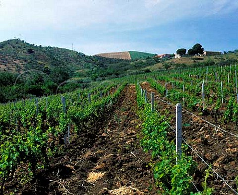 Winery above vineyard on the Regaleali estate    which straddles the provinces of Palermo and Caltanissetta near Vallelunga Pratameno Sicily Italy