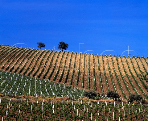 Vineyards on the Regaleali estate which straddles   the provinces of Palermo and Caltanissetta near   Vallelunga Pratameno Sicily Italy