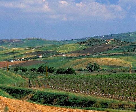 Antifrost wind machines in vineyard on the   Regaleali estate which straddles the provinces of   Palermo and Caltanissetta near Vallelunga Pratameno   Sicily Italy