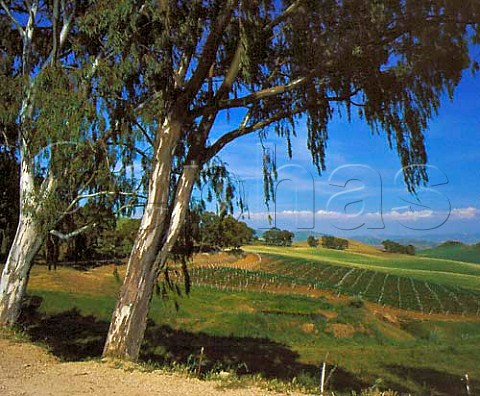 Vineyards on the Regaleali estate which straddles   the provinces of Palermo and Caltanissetta near   Vallelunga Pratameno Sicily Italy