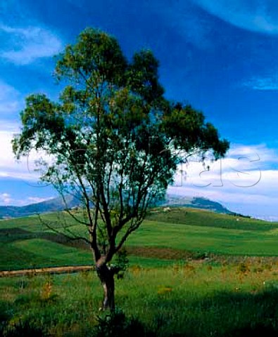View past Eucalyptus tree to vineyards on hillside    Near Calatafimi Trapani province Sicily DOCs   Marsala and Alcamo