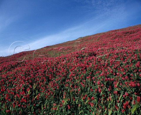 Field of lucerne alfalfa on hillside in Palermo  province central Sicily Italy