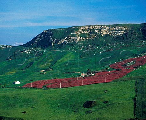 Lucerne alfalfa growing in the hills of Palermo   province central Sicily