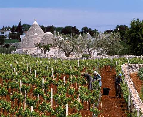 Vineyard workers thinning out the shoots in   springtime alongside trullo   Locorotondo Puglia Italy
