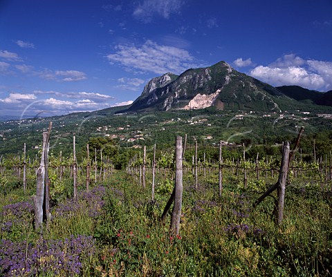 Vineyard in spring at Arianiello Campania Italy Taurasi  Fiano di Avellino