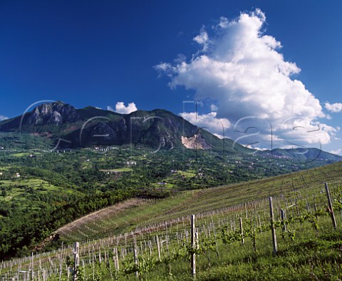 Mastroberardino Radici vineyard at Lapio   Campania Italy Taurasi  Fiano di Avellino