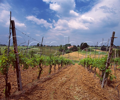 Vineyards near Dozza EmiliaRomagna Italy Albana di Romagna  Sangiovese di Romagna