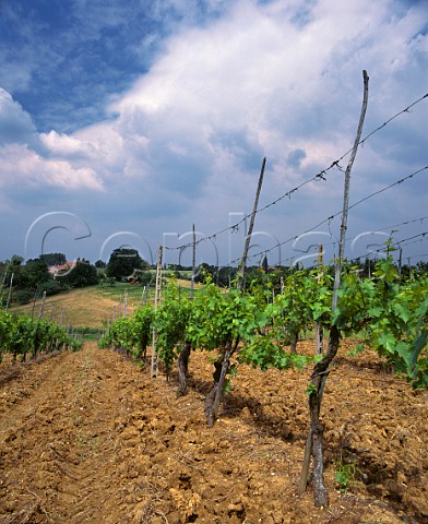 Vineyards near Dozza EmiliaRomagna Italy Albana di Romagna  Sangiovese di Romagna