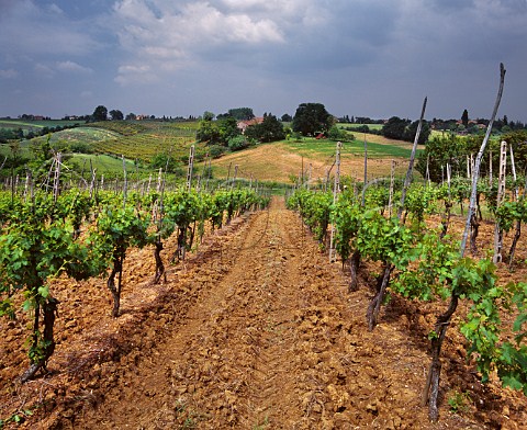 Vineyards near Dozza EmiliaRomagna Italy Albana di Romagna  Sangiovese di Romagna