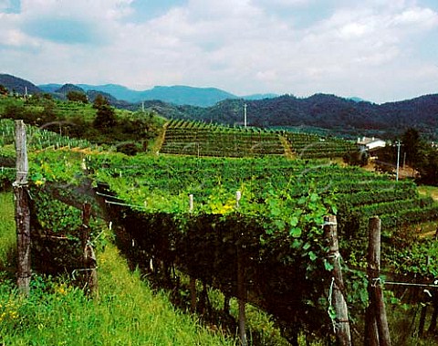 Vineyards on the hillsides above Attimis Friuli   Italy Colli Orientali del Friuli