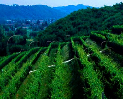 Vineyards of Dri Giacomo in the hills above Attimis   Friuli Italy Colli Orientali del Friuli