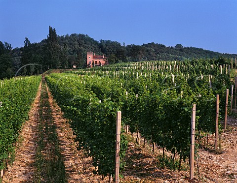 Vineyard near Cividale del Friuli Friuli Italy Colli Orientali del Friuli