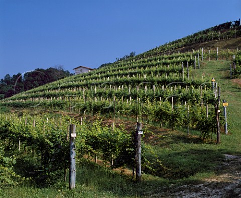 Vineyard of Ronco del Castagneto Prepotto Friuli  Italy Colli Orientali del Friuli