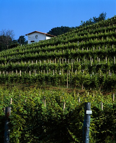 Refosco Vineyard of Ronco del Castagneto Prepotto Friuli Italy     Colli Orientali del Friuli