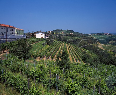 Vineyards at San Floriano del Collio Friuli Italy   Collio