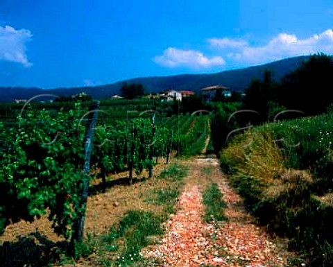 Vineyards at Oslavia Friuli Italy Collio