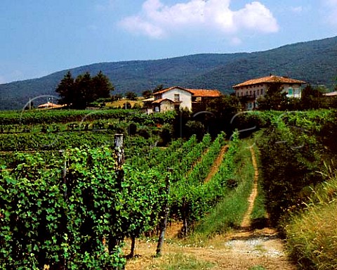 Vineyards at Oslavia Friuli Italy Collio   Goriziano